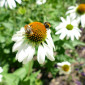 Echinacea alba oder Weißblühender Sonnenhut im Hochsommer